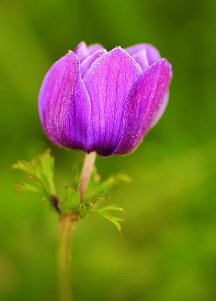 Beautiful purple flower blossom in the garden — Stock Photo, Image