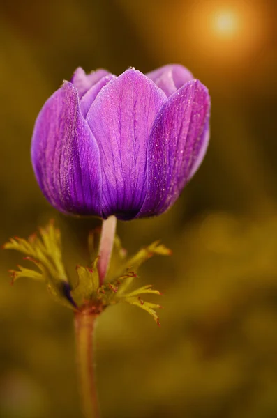 Фиолетовый цветок в саду — стоковое фото