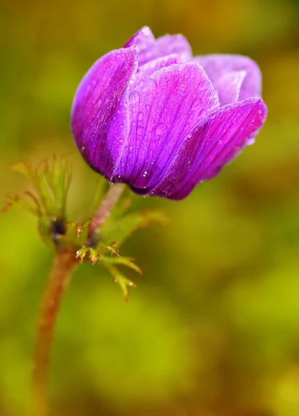 Bellissimo fiore viola in fiore in giardino — Foto Stock