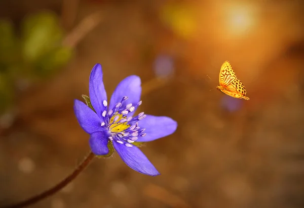 Blue wildflower blooming on spring meadow — Stock Photo, Image