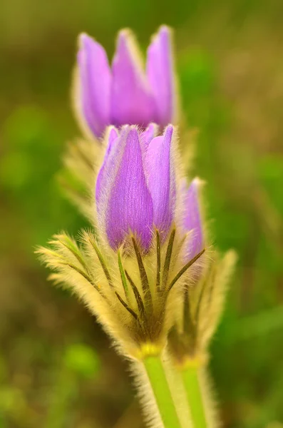 春の牧草地に咲くオキナグサ — ストック写真