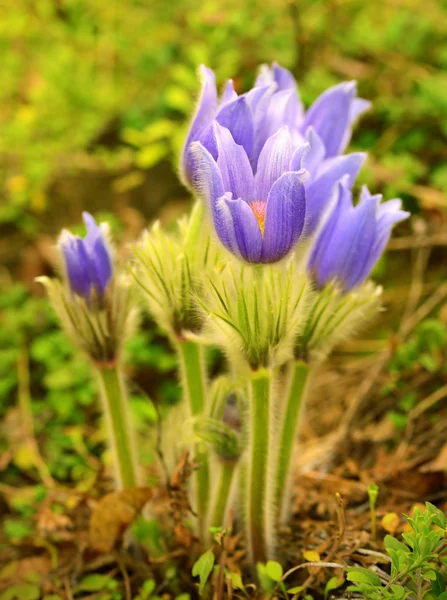 Floración pascual en el prado de primavera —  Fotos de Stock