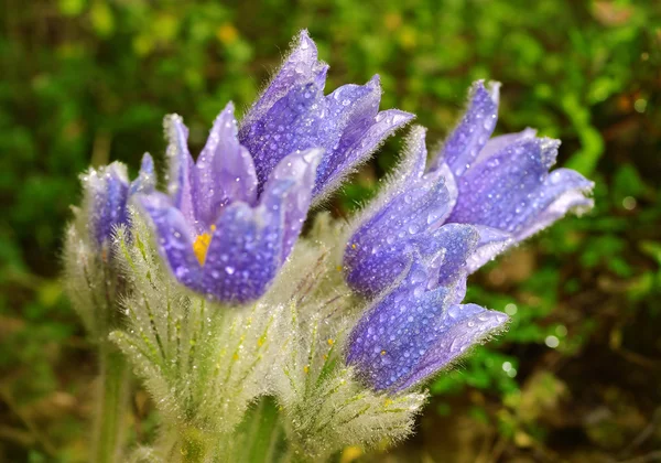 Pasque blooming on spring meadow — Stock Photo, Image