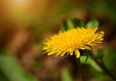 güzel Karahindiba çiçeği