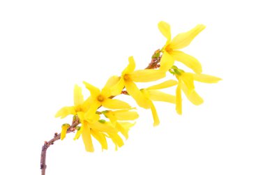 hor çiçeği çiçek üzerinde beyaz izole