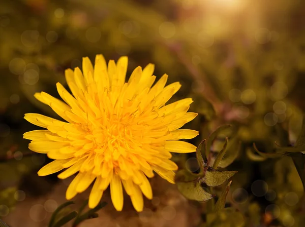 Bela flor de dente-de-leão — Fotografia de Stock