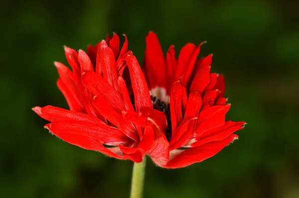 Fiore di campo rosso — Foto Stock