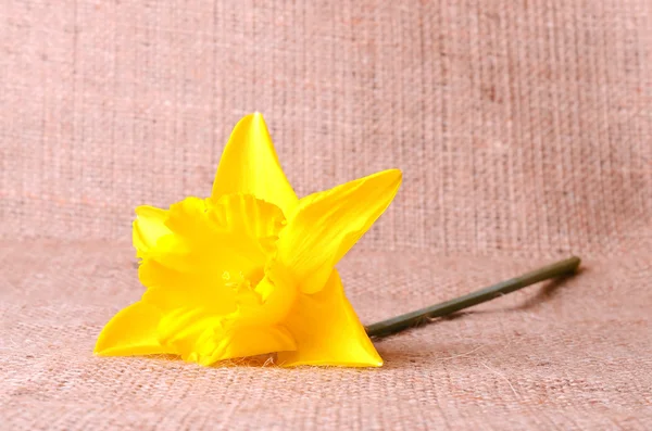 Narciso amarillo sobre fondo de saco —  Fotos de Stock