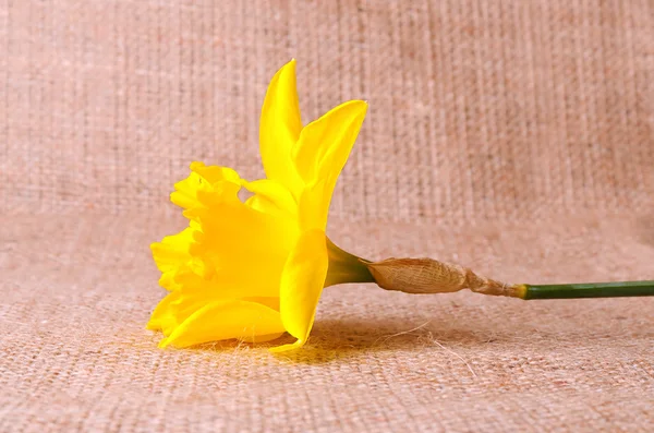 Gula narcisser på säckväv bakgrund — Stockfoto