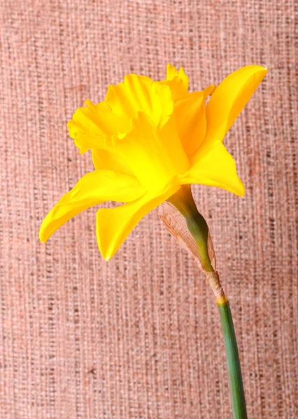 Narciso amarillo sobre fondo de saco — Foto de Stock