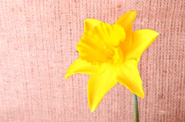 Narciso amarelo no fundo saco — Fotografia de Stock