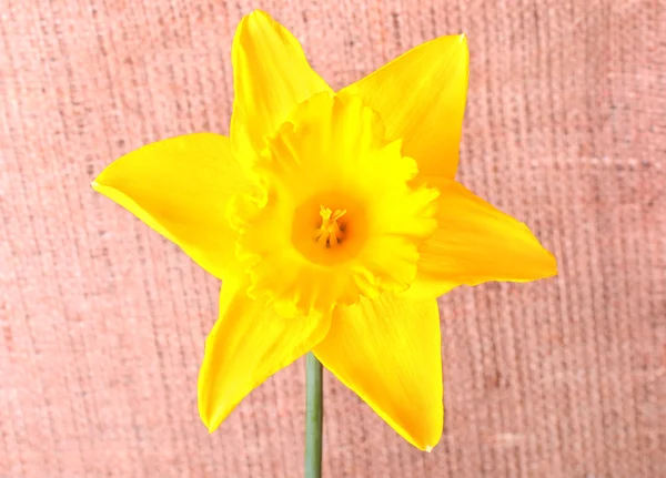Narciso giallo su sfondo sacco — Foto Stock
