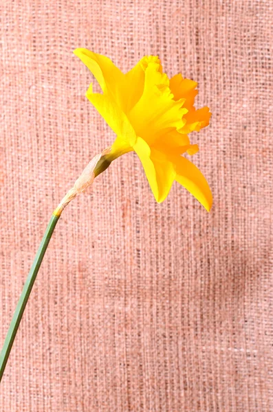 Yellow narcissus on sackcloth background — Stock Photo, Image