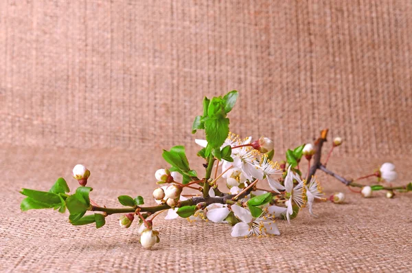 Primavera ramo no fundo pano de saco — Fotografia de Stock