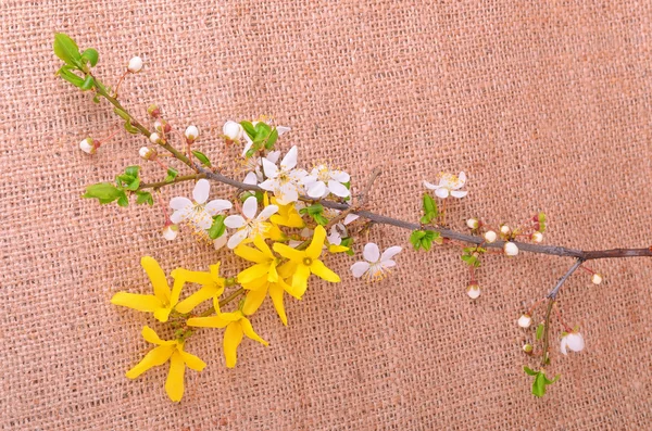 Spring branch on sackcloth background — Stock Photo, Image