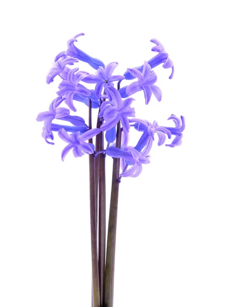 Hyacint blomma isolerad på vit — Stockfoto