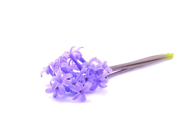Flor de jacinto isolada em branco — Fotografia de Stock