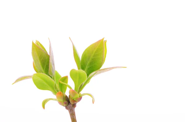 Rama con hojas verdes aisladas en blanco —  Fotos de Stock