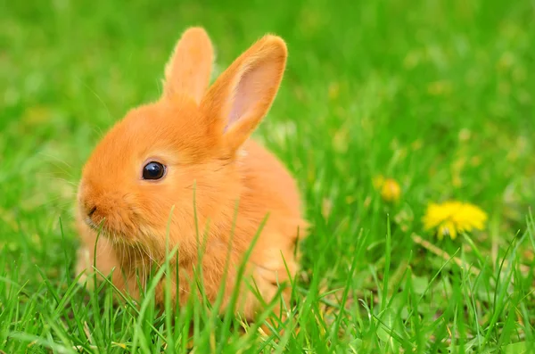 Bebê coelho sentado na grama primavera — Fotografia de Stock