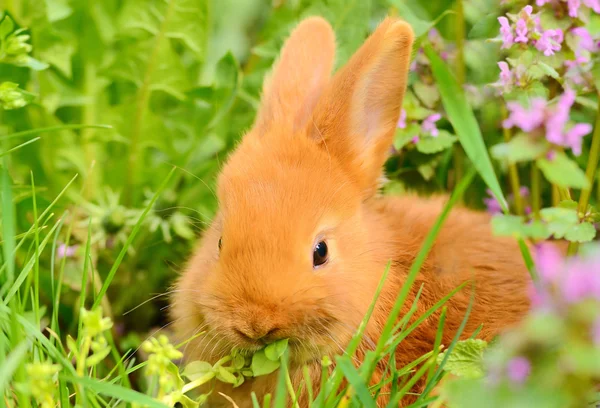 Baby bunny äta i fjädra gräs — Stockfoto