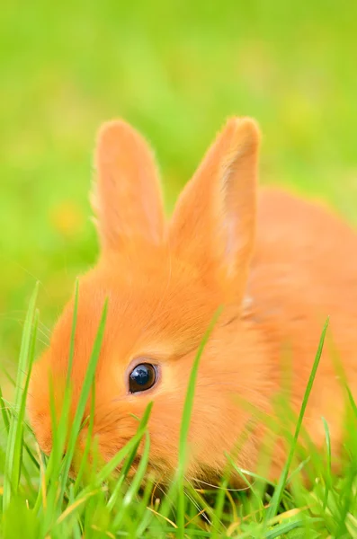 Baby bunny sitting in spring grass — Stock Photo, Image