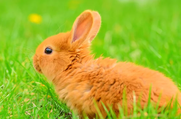 Bebé conejito sentado en primavera hierba —  Fotos de Stock