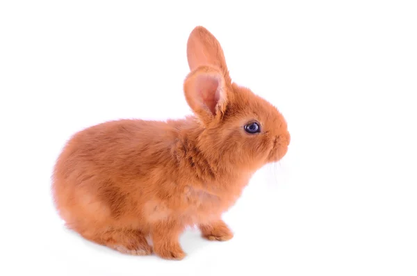 Baby bunny geïsoleerd op wit — Stockfoto