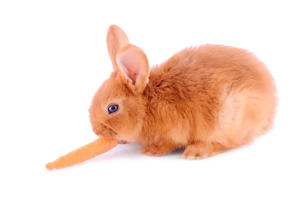 Baby bunny geïsoleerd op wit — Stockfoto