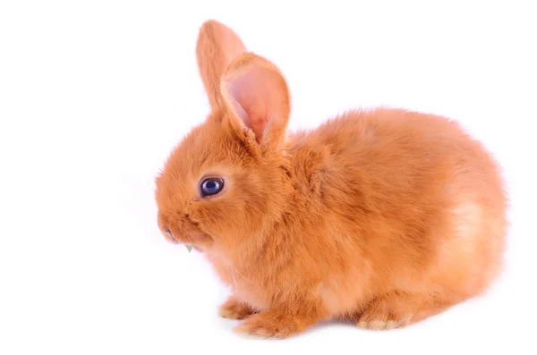 Baby bunny isolated on white — Stock Photo, Image