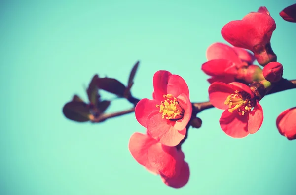 Foto van rode bloemen vintage weergave — Stockfoto