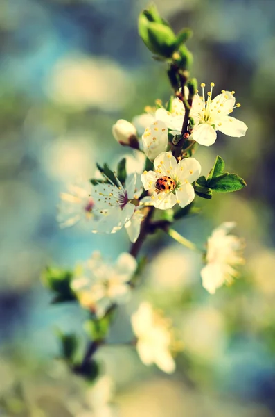 Foto de flores de cereja vista vintage — Fotografia de Stock