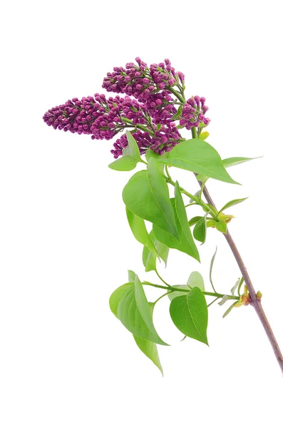 Lilac branch isolated on  white background — Stock Photo, Image