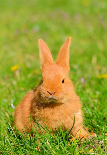 婴儿小兔子坐在春天草 — 图库照片
