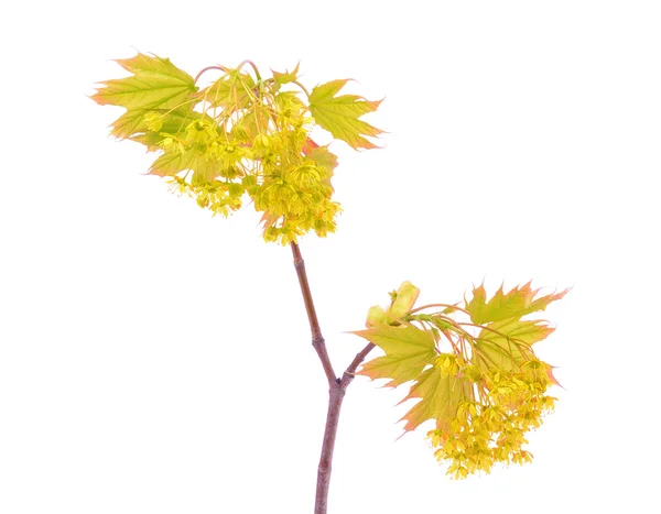 Maple branch isolated on white background — Stock Photo, Image