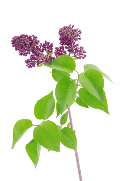 Lilac branch isolated on  white background — Stock Photo, Image