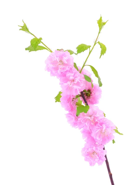 Розовый вишневый цветок на белом фоне — стоковое фото