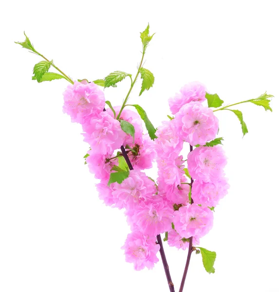 Vaaleanpunainen kirsikankukka eristetty valkoisella taustalla — kuvapankkivalokuva