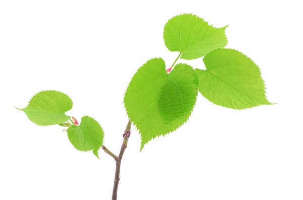 Feuilles de tilleul fraîches isolées sur blanc — Photo