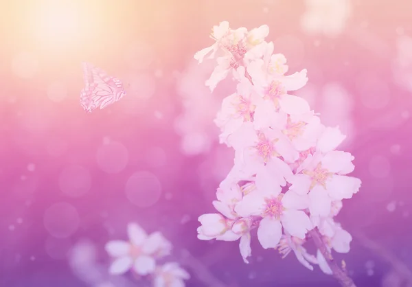 Dreamy photo of cherry flower — Stock Photo, Image