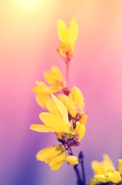 Drömmande bild av forsythia blomma — Stockfoto