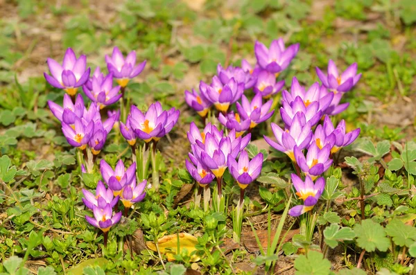 Schöne Wildblumenblüte im Garten — Stockfoto