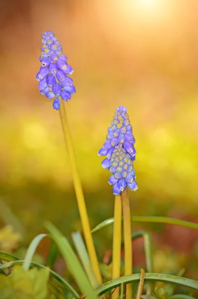 Traubenhyazinthe im Frühling — Stockfoto