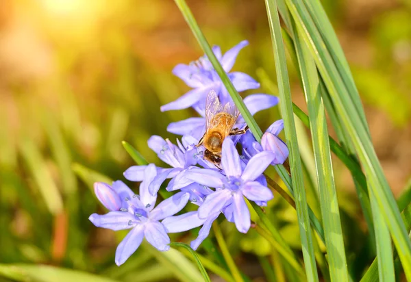 Fleurs sauvages et abeilles dans les champs — Photo