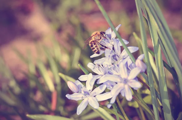 Винтажное фото пчелы на полевом цветке — стоковое фото