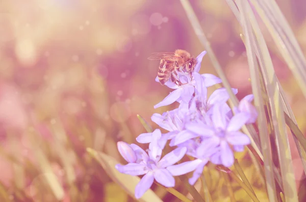 Foto de ensueño de la abeja en flor silvestre — Foto de Stock