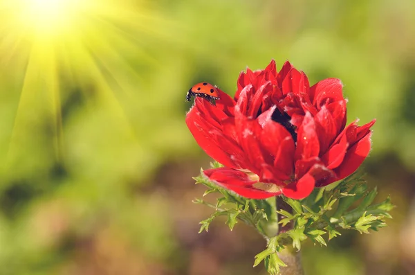 Marienkäfer Sonnenbad auf roter Blume — Stockfoto