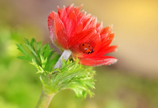 赤い花にてんとう虫の日光浴 — ストック写真