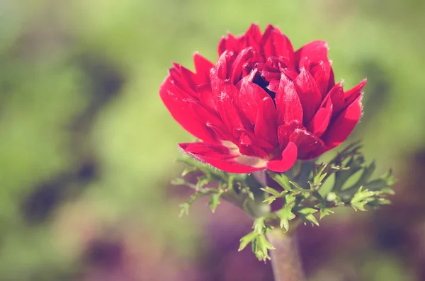 Vintage photo of red flower — Stock Photo, Image