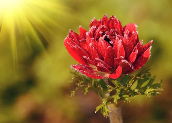 Červený květ v oboru — Stock fotografie