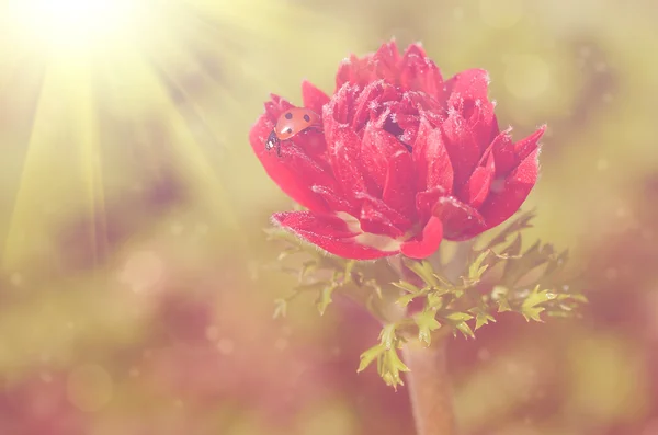 Dromerige foto van rode bloem — Stockfoto